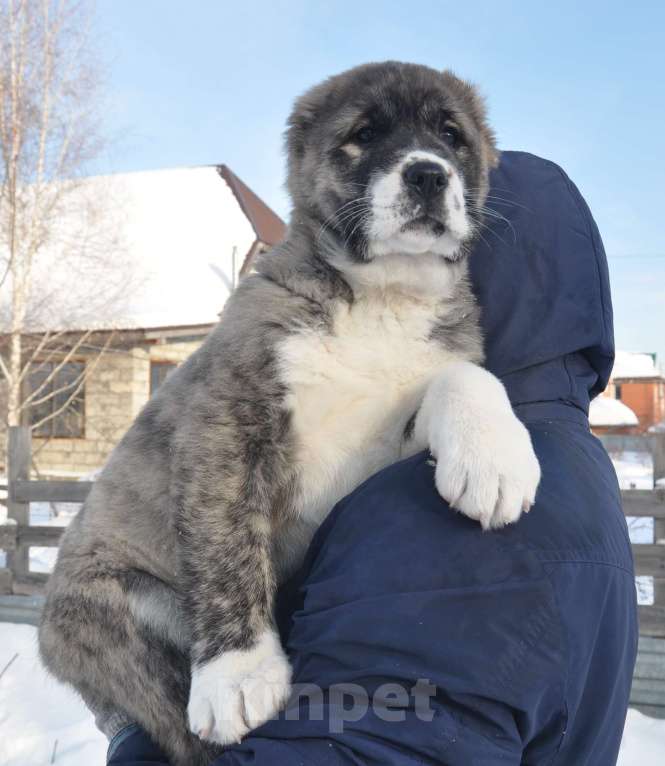 Собаки в Новосибирске: Щенок алабая (среднеазиатской овчарки) Девочка, Бесплатно - фото 3