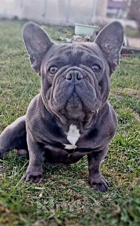 Собаки в Ковровом: Мальчик французского бульдога, со всеми документами  Мальчик, 85 000 руб. - фото 10