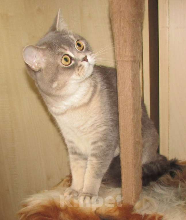 Кошки в Санкт-Петербурге: шотландские кошечки и котик Девочка, Бесплатно - фото 7