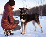 Собаки в Москве: Молодой, активный, дружелюбный мальчишка Мальчик, Бесплатно - фото 4