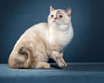 Кошки в Тюмени: Экзот девочка, экзотические короткошерстные котята Девочка, Бесплатно - фото 1
