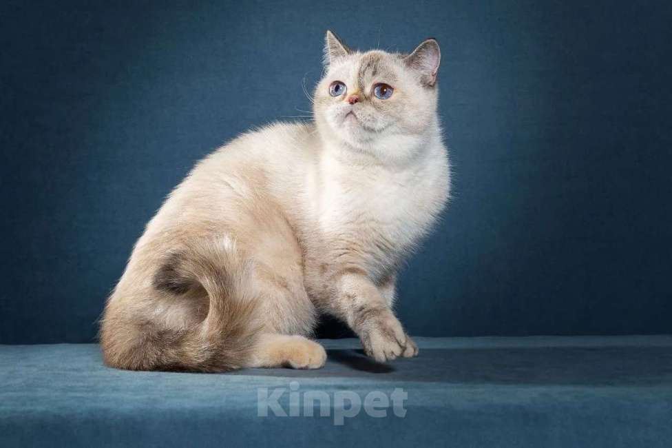 Кошки в Тюмени: Экзот девочка, экзотические короткошерстные котята Девочка, Бесплатно - фото 1