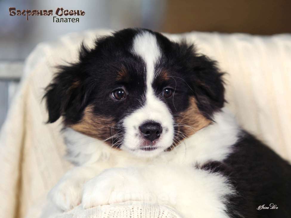 Собаки в других городах Московской области: Продается девочка миниаусси Девочка, 60 000 руб. - фото 3