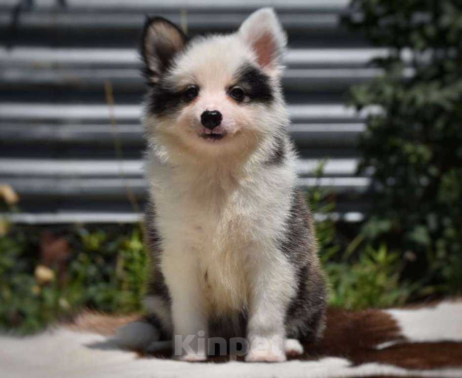 Собаки в Москве: Ненецкая оленегонная лайка. Помет «А». Сука Unmay no Akay Ito ALEKSA Девочка, 60 000 руб. - фото 3