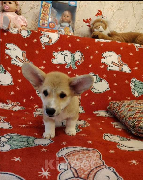 Собаки в Балашихе: Щенки вельш корги Мальчик, 30 000 руб. - фото 3