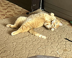Кошки в Астрахани: Рыжий котик Мальчик, Бесплатно - фото 2
