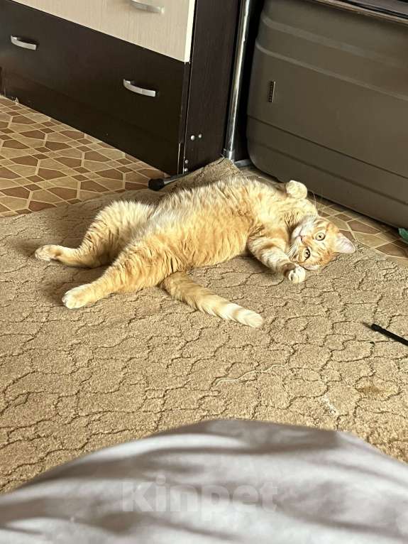 Кошки в Астрахани: Рыжий котик Мальчик, Бесплатно - фото 2