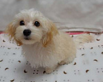 Собаки в Калининграде: Мальтипу Девочка  Девочка, 68 000 руб. - фото 3