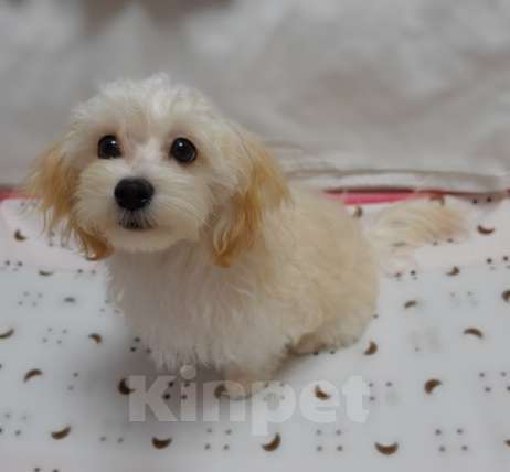 Собаки в Калининграде: Мальтипу Девочка  Девочка, 68 000 руб. - фото 3