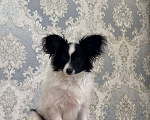 Собаки в других городах Московской области: Щенки Папийон мальчик Мальчик, 15 000 руб. - фото 5