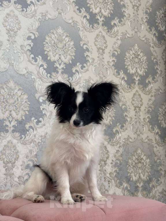 Собаки в других городах Московской области: Щенки Папийон мальчик Мальчик, 15 000 руб. - фото 5