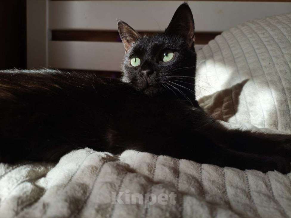 Кошки в Москве: Шанти — леди в черном. Молодая кошечка в добрые руки. Девочка, Бесплатно - фото 2