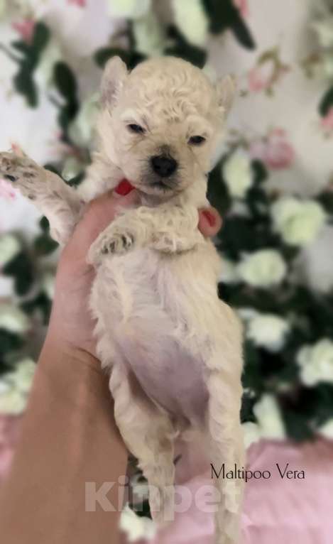 Собаки в Москве: Мальтипу малыши  Девочка, 80 000 руб. - фото 2