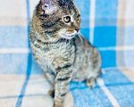 Кошки в Москве: Портос - кот со сложной судьбой в добрые руки Мальчик, Бесплатно - фото 3