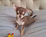 Собаки в Подольске: Щенок чихухуа (девочка) Девочка, 85 000 руб. - фото 2