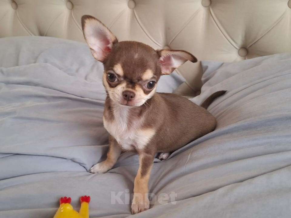 Собаки в Подольске: Щенок чихухуа (девочка) Девочка, 85 000 руб. - фото 2