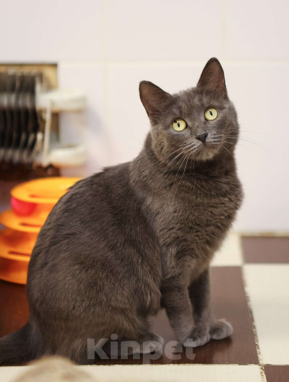 Кошки в Москве: Красавица с непростой судьбой Девочка, Бесплатно - фото 7