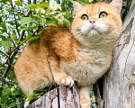 Кошки в Воронеже: Золотая шиншилла кошка Девочка, 10 000 руб. - фото 1