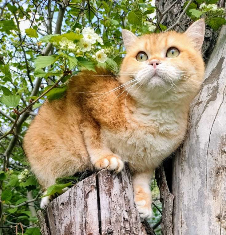 Кошки в Воронеже: Золотая шиншилла кошка Девочка, 10 000 руб. - фото 1
