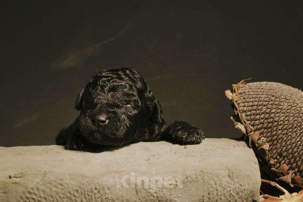 Собаки в Москве: EPIKA THOPH Испанская Водяная собака Девочка, 190 000 руб. - фото 1