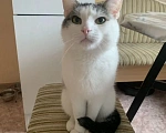 Кошки в Новосибирске: Ласковый кот в добрые руки 2 года Мальчик, Бесплатно - фото 4