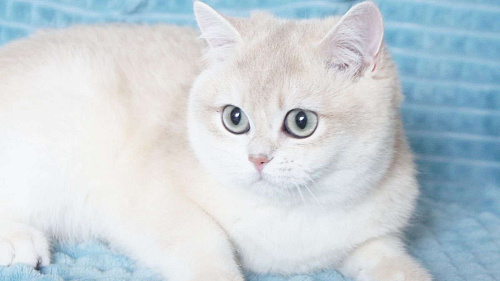 Объявление: Британский котенок драгоценного окраса, 60 000 руб., Владивосток