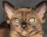 Кошки в Москве: Бурманские котята.😽Открыто бронирование!🔥❗️ Мальчик, 100 000 руб. - фото 1