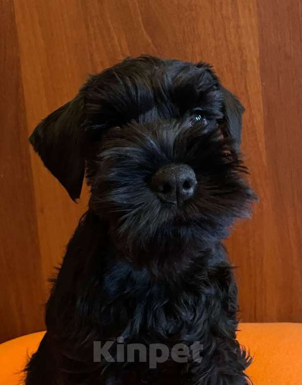 Собаки в Санкт-Петербурге: Четыре кобеля 2 окрасов Мальчик, 50 000 руб. - фото 10