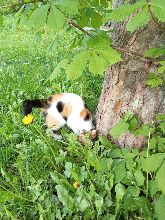 Кошки в Нижнем Новгороде: Потерялась кошка!!!  Девочка, Бесплатно - фото 3