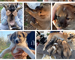 Собаки в Новошахтинске: Щенки в добрые руки Мальчик, Бесплатно - фото 4