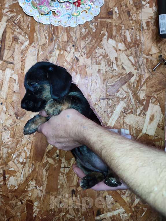 Собаки в других городах Рязанской области: Щенки дорки Девочка, 3 000 руб. - фото 1