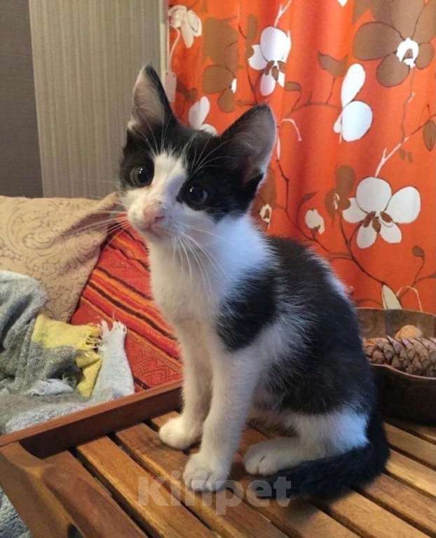 Кошки в Москве: Красивый котенок в дар Мальчик, Бесплатно - фото 2