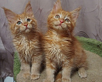 Кошки в Москве: Котята Мейн-кун Мальчик, 35 000 руб. - фото 1
