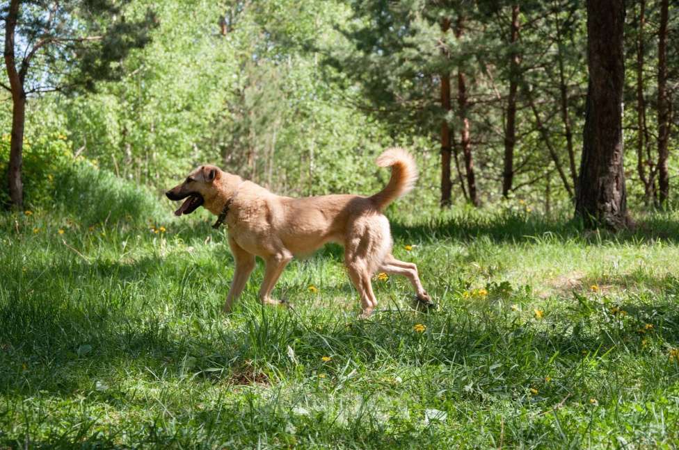 Собаки в Ногинске: Варя ждет свою семью в приюте Девочка, Бесплатно - фото 7