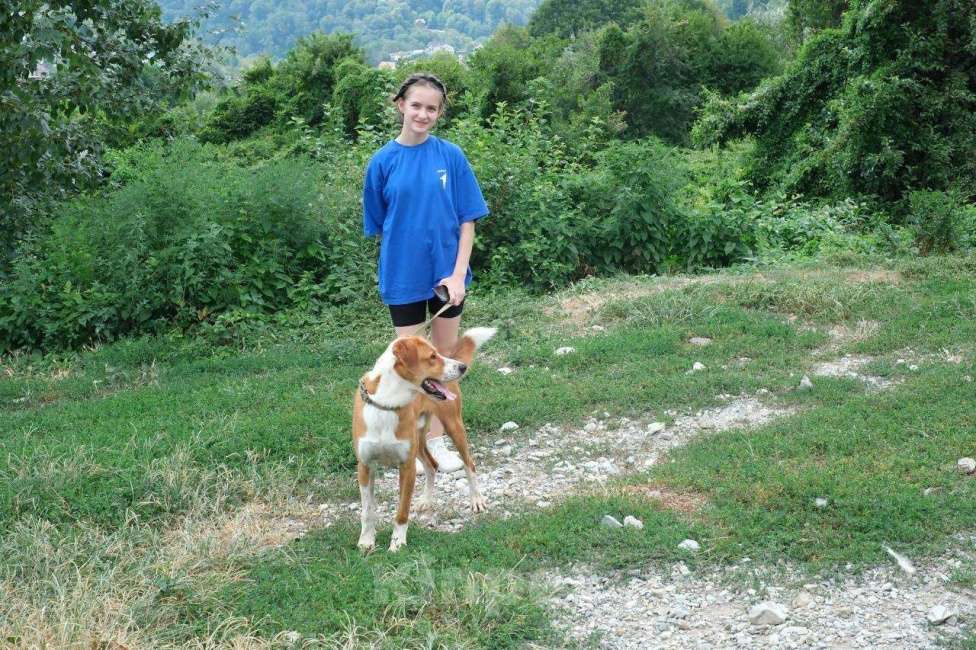 Собаки в других городах Краснодарского края: Роджер из приюта Поводог Сочи (отправим в любой город) Мальчик, Бесплатно - фото 10