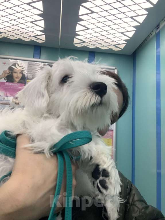 Собаки в Краснодаре: Щенок цвергшнауцер белый Мальчик, 65 000 руб. - фото 2