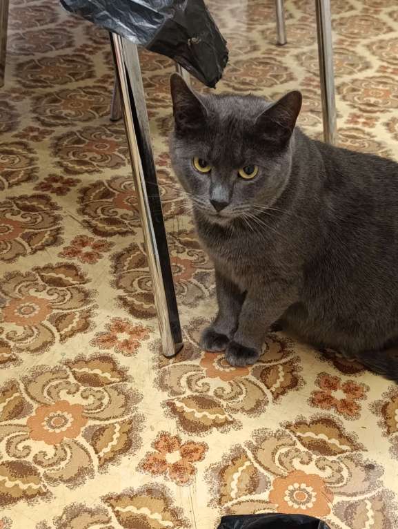 Кошки в Москве: Серьёзный Мурчело Мальчик, Бесплатно - фото 5