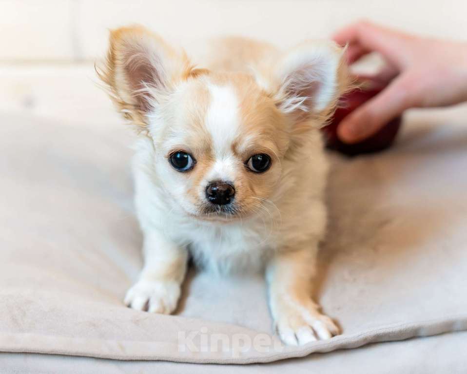 Собаки в Москве: Чихуахуа Мальчик, 30 000 руб. - фото 3