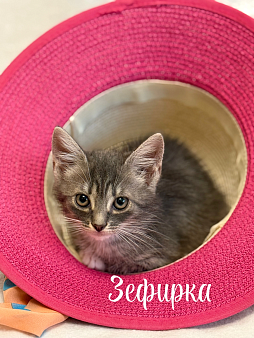 Котенок Зефирка