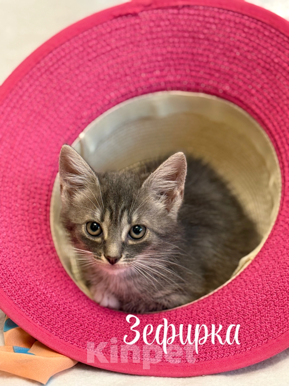 Кошки в Санкт-Петербурге: Котенок Зефирка Девочка, Бесплатно - фото 1