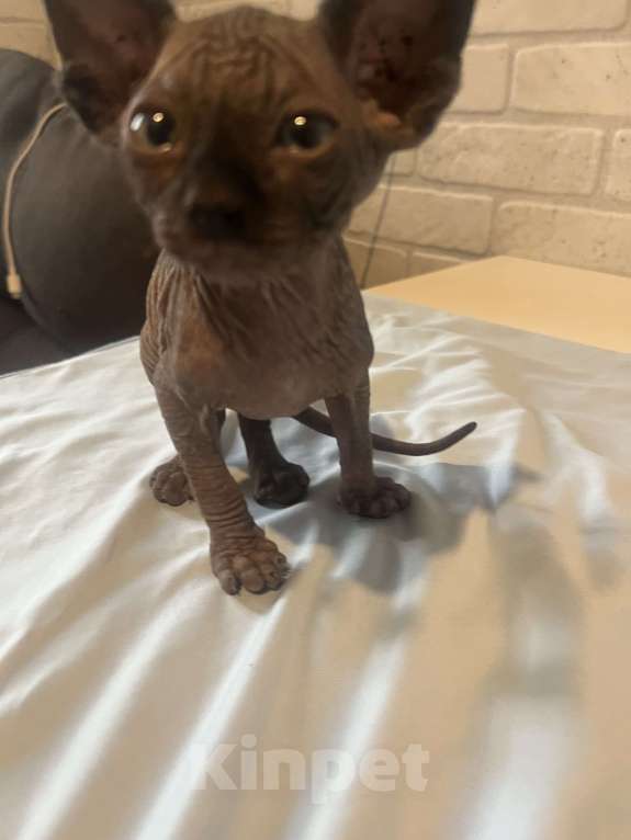 Кошки в Москве: Мальчик канадский сфинкс Мальчик, 25 000 руб. - фото 3