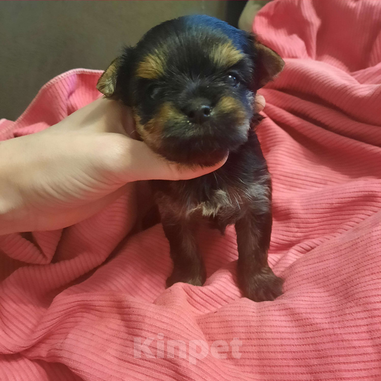 Собаки в Набережных Челнах: Цветной йорк с шокогеном Девочка, 55 000 руб. - фото 2