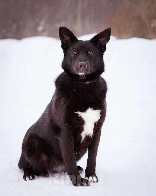 Собаки в Москве: Арабика ждёт своих родителей Девочка, Бесплатно - фото 5