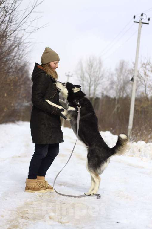 Собаки в Балашихе: Дружелюбная Виста Девочка, Бесплатно - фото 2