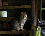 Кошки в Камызяке: Стерилизованные девочки Девочка, Бесплатно - фото 1