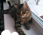 Кошки в Гагарине: Котик ищет дом, Бесплатно - фото 7
