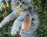 Кошки в Сальске: Котёнок Мейн-кун Мальчик, 60 000 руб. - фото 1