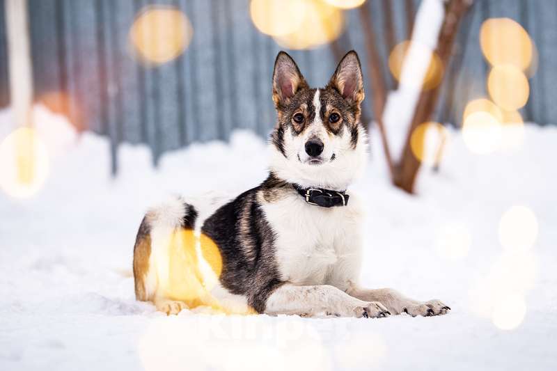 Собаки в Котельнике: Изящная красавица Дарси в поисках дома! Девочка, Бесплатно - фото 3