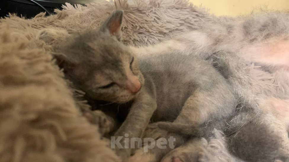 Кошки в Уфе: 4 метиса Девочка, Бесплатно - фото 9