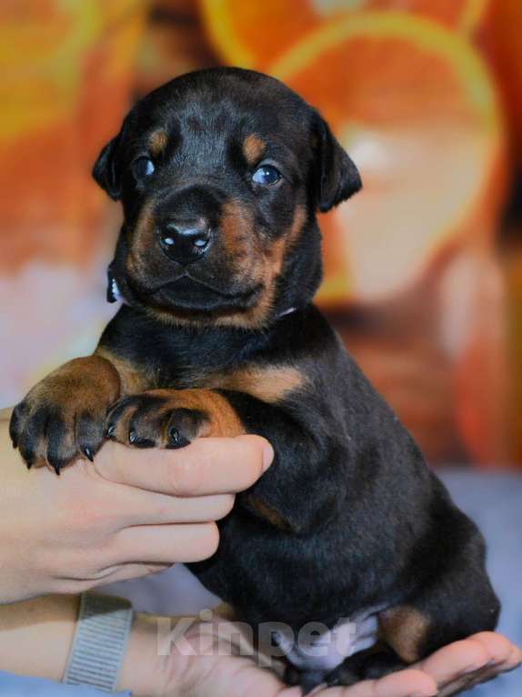Собаки в других городах Новосибирской области: Щенки добермана с документами РКФ Мальчик, 70 000 руб. - фото 4